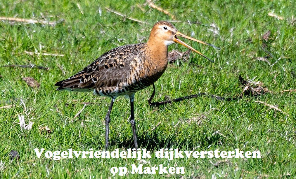 Vogelvriendelijk dijkversterken op Marken