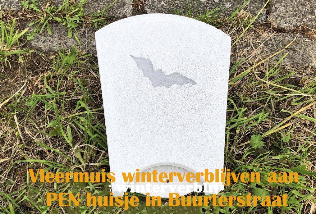 Vleermuis winterverblijven aan PEN huisje in Buurterstraat