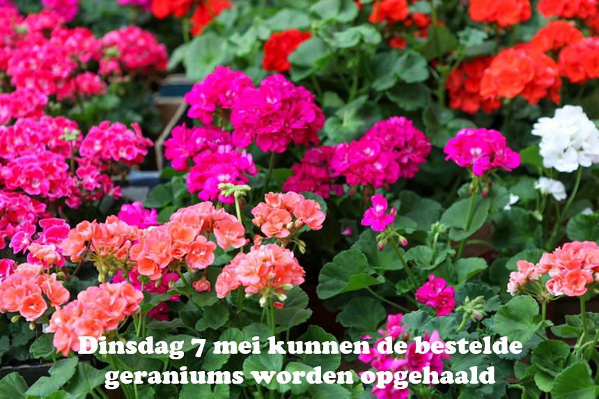 Dinsdag 7 mei kunnen de bestelde geraniums worden opgehaald