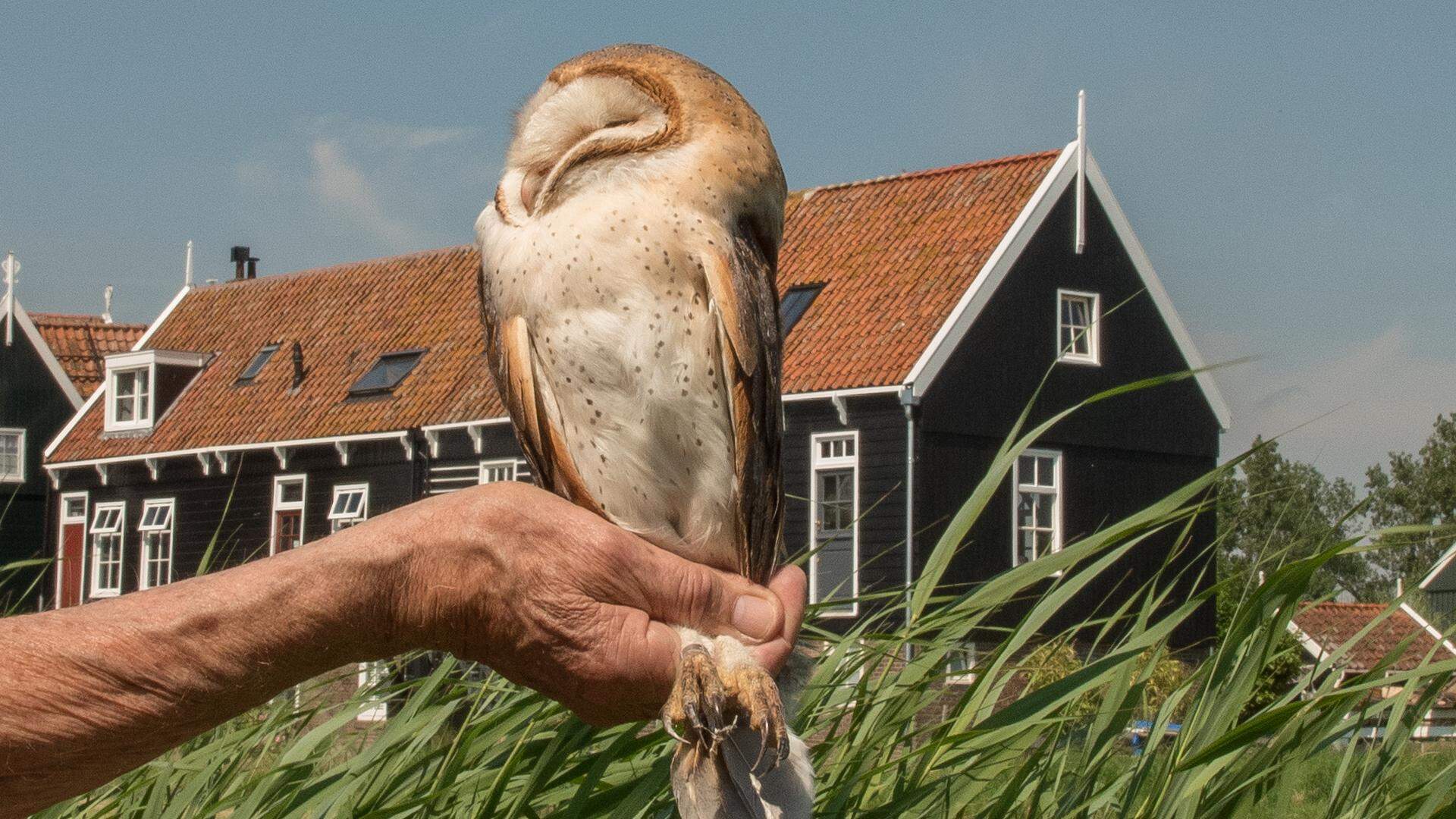 Voor het eerst kerkuilen geringd op Marken