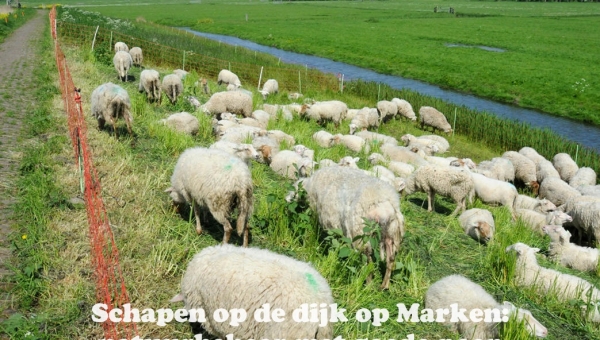 Schapen op de dijk op Marken: natuurbeheer met goede poep