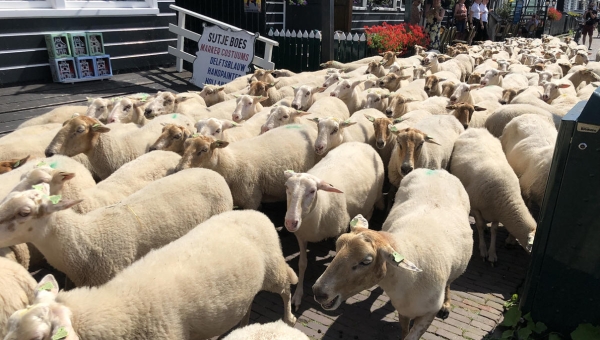 Schapen 'verbreggen' over de Marker haven