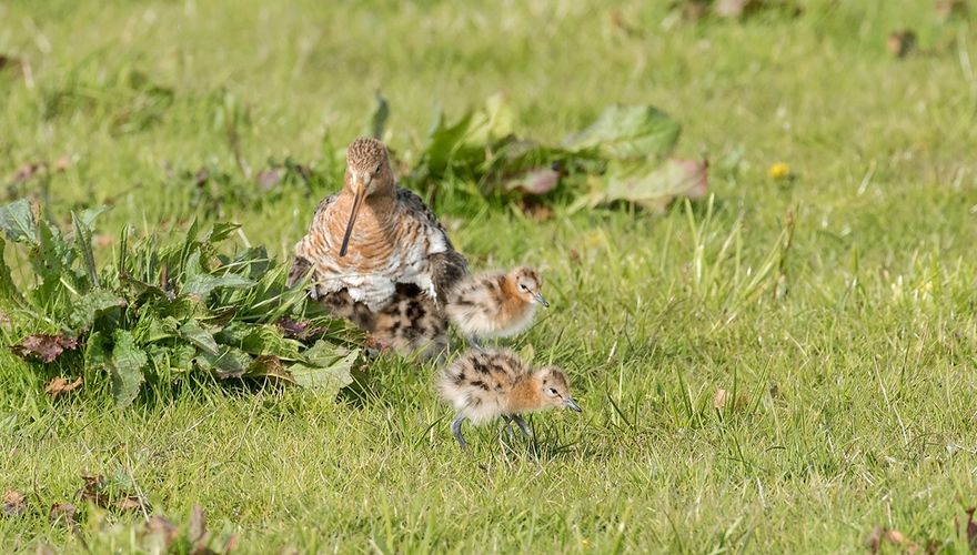 Kuikens op het land, poes in de mand