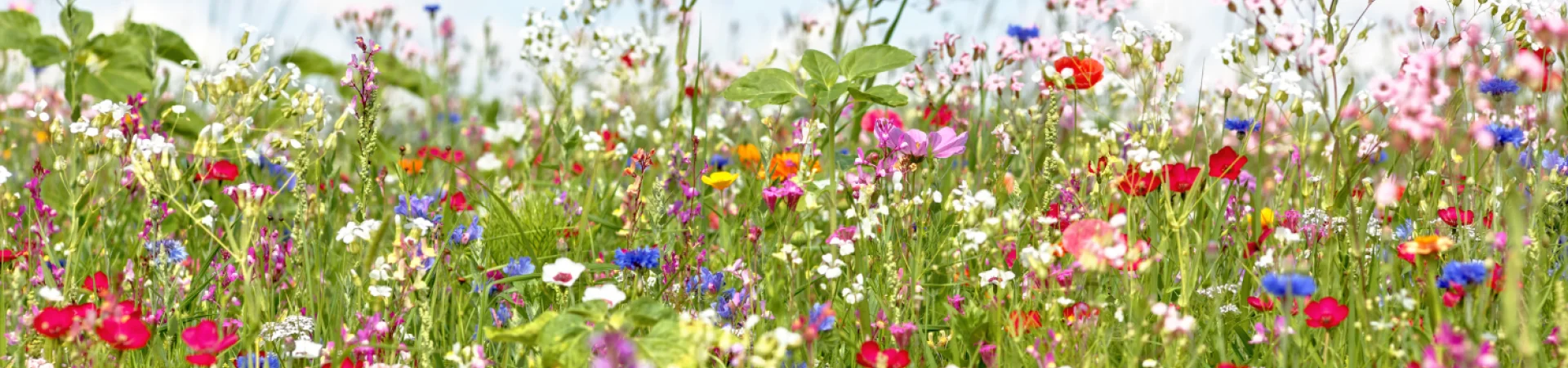 Subsidie om uw buurt te vergroenen